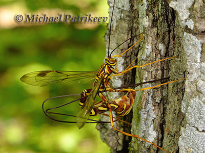 Long-tailed Giant Ichneumon (Megarhyssa macrurus)